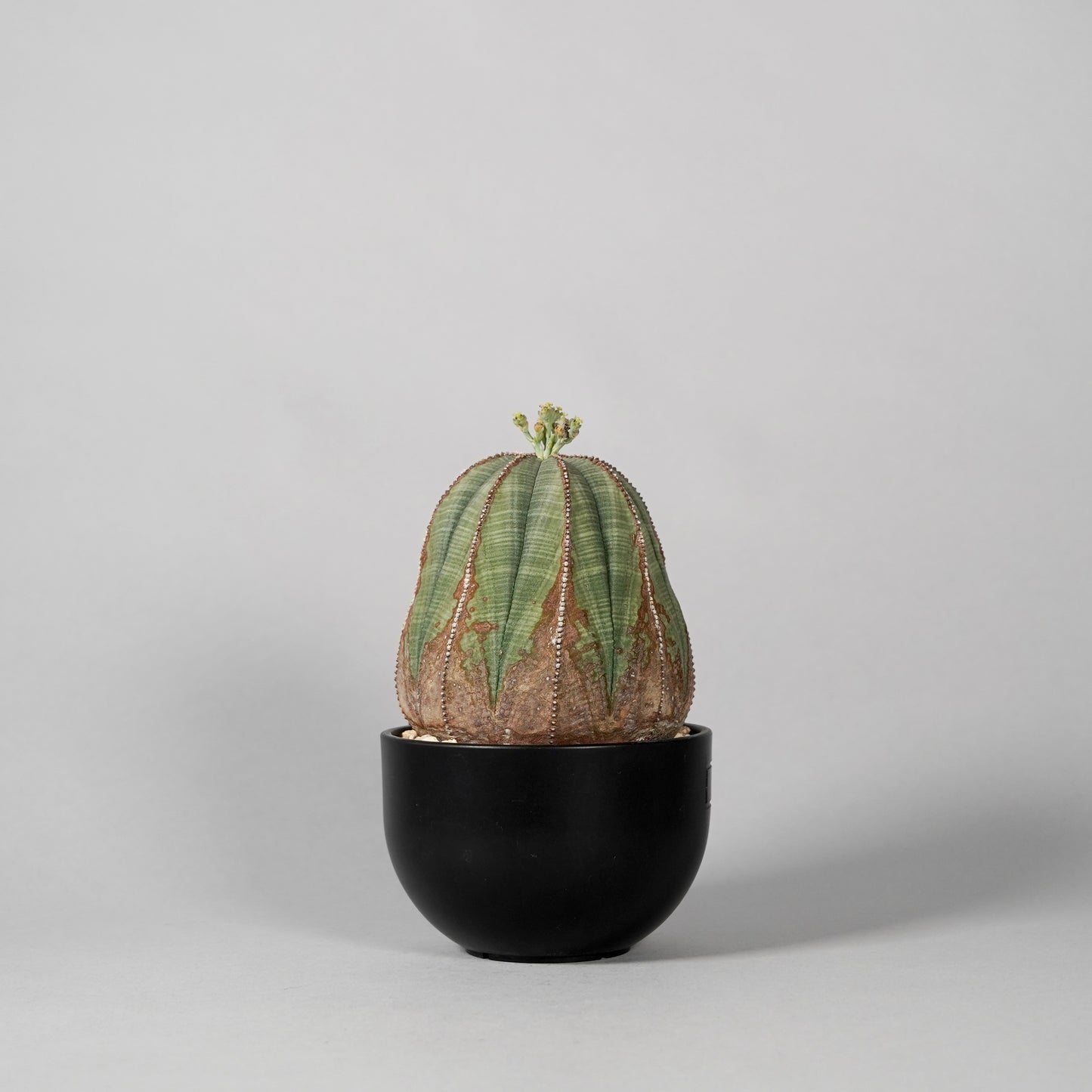 Euphorbia obesa C