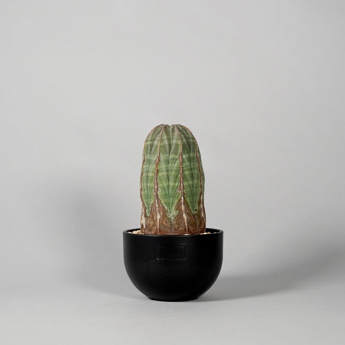 Euphorbia obesa D