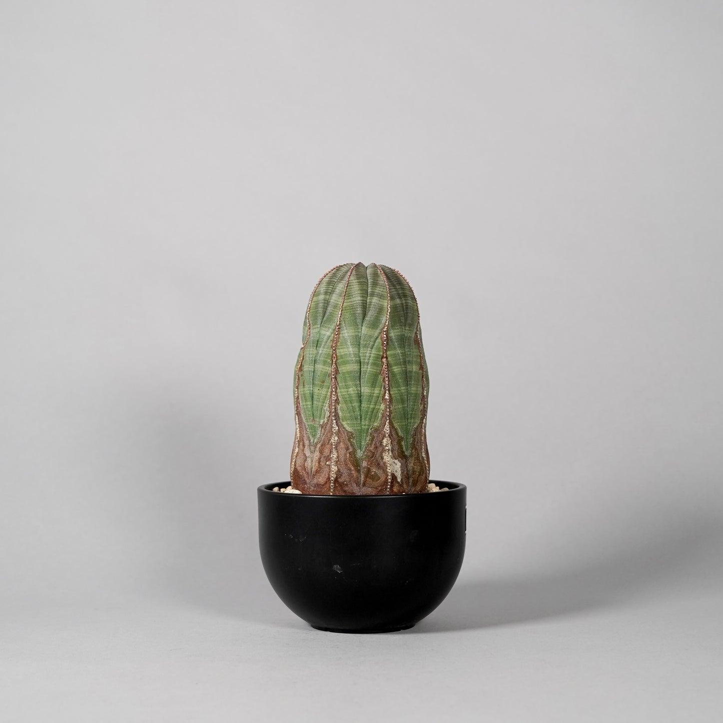 Euphorbia obesa D