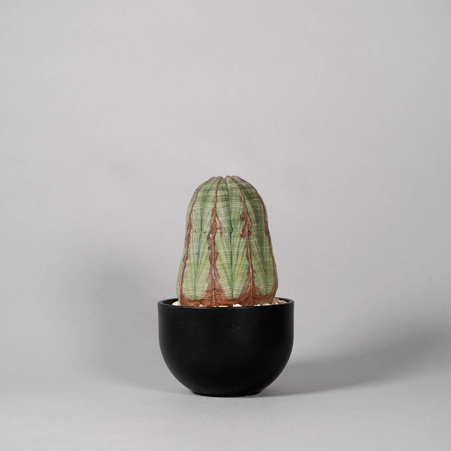Euphorbia obesa E
