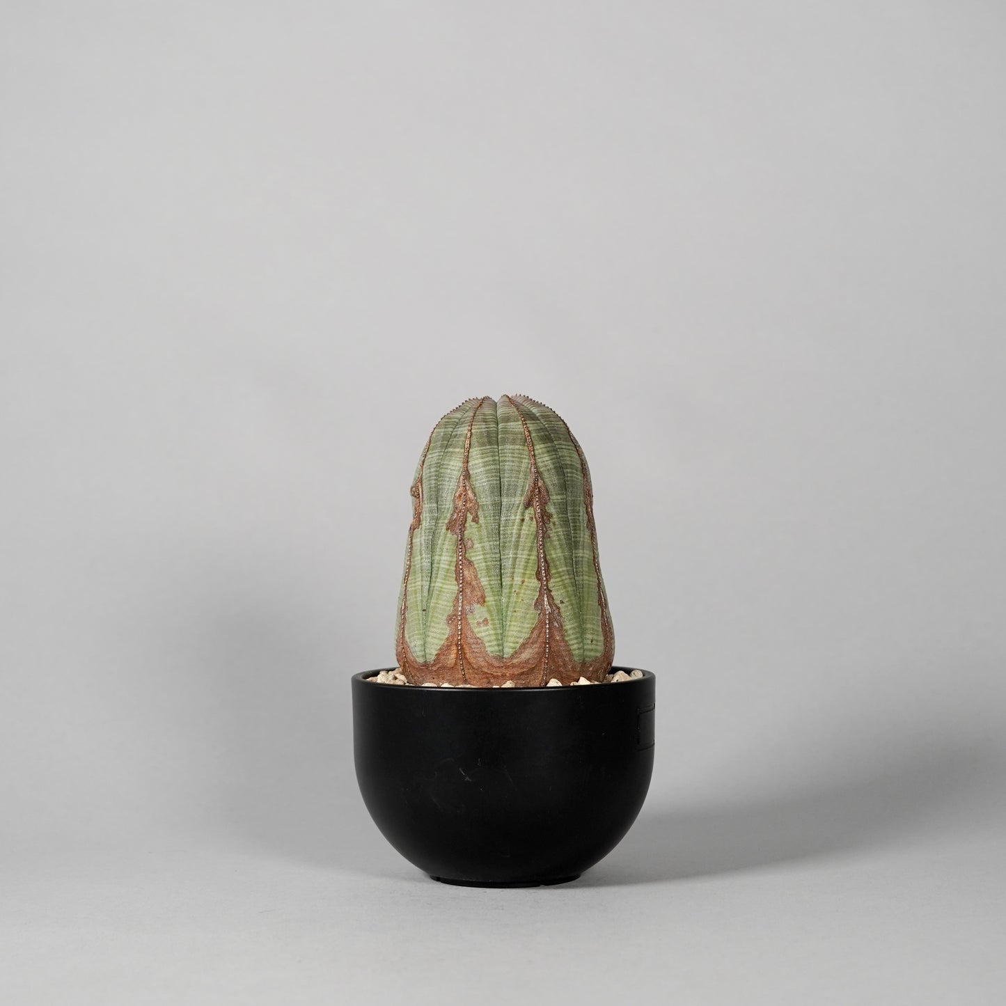 Euphorbia obesa E