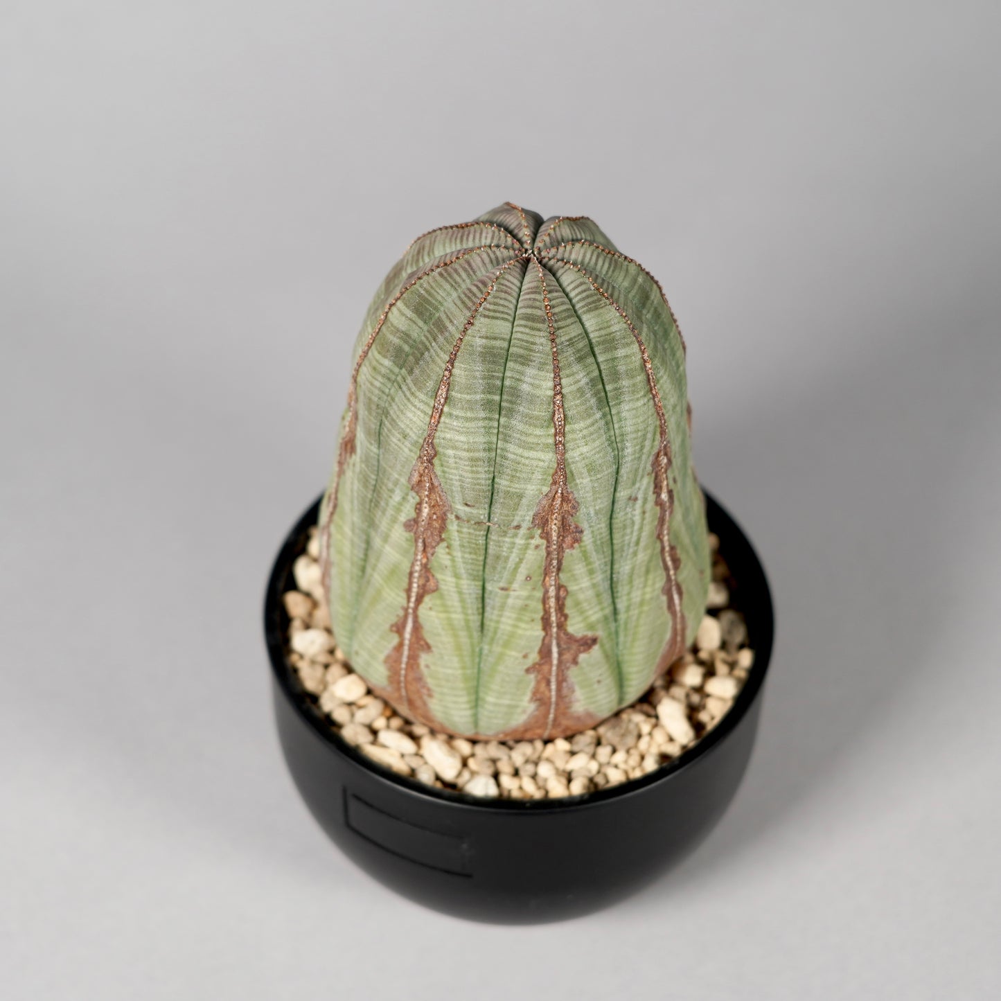 Euphorbia obesa E