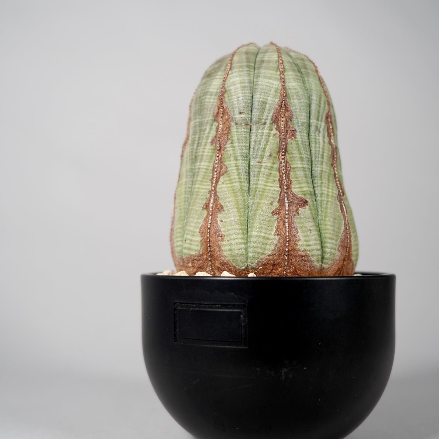 Euphorbia obesa E