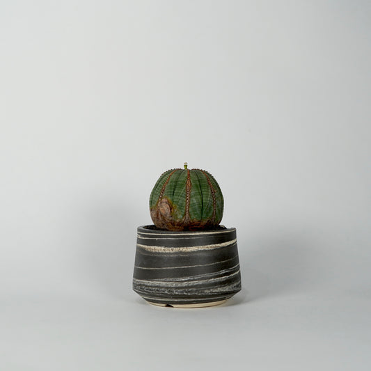 Euphorbia obesa × “N/OH”POT D