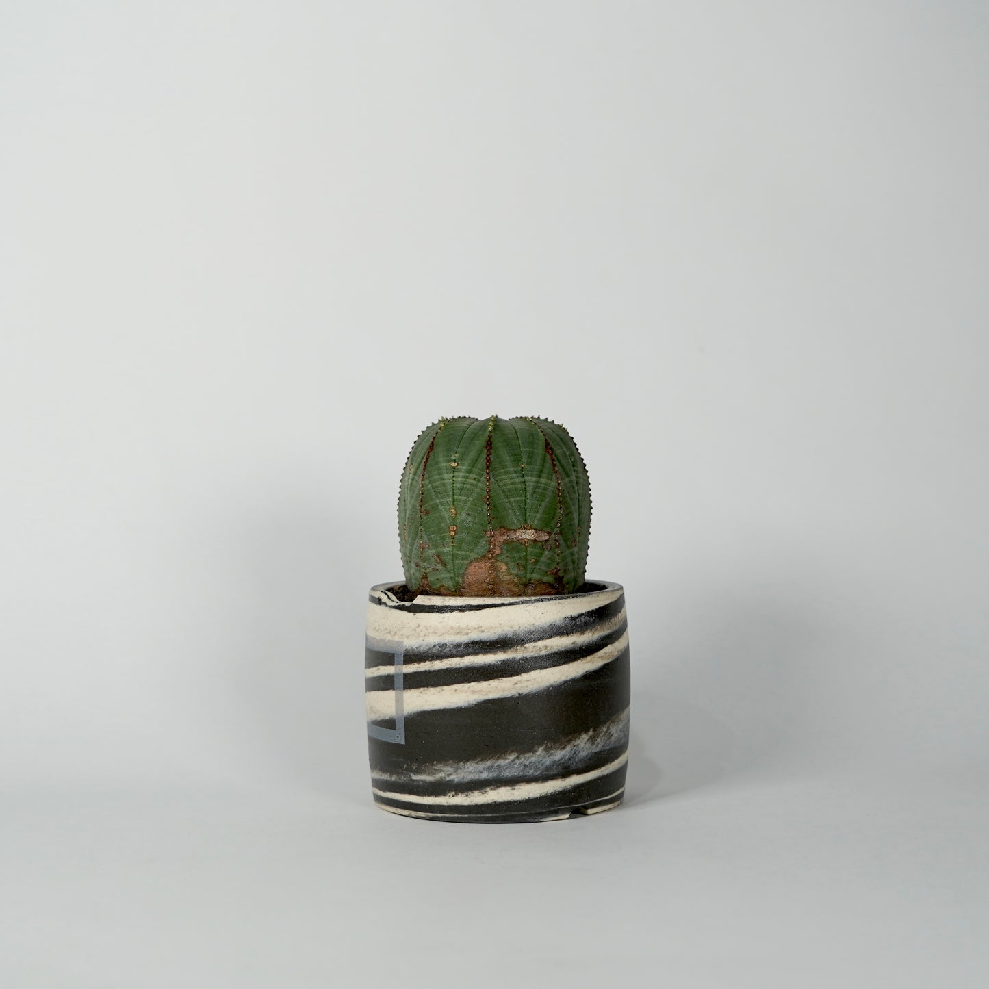 Euphorbia obesa × “N/OH”POT E