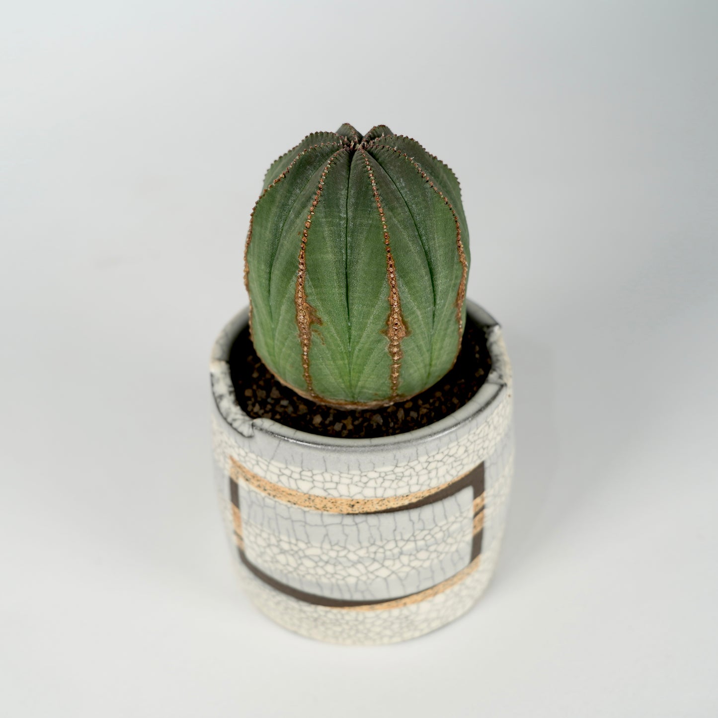 Euphorbia obesa × “N/OH”POT F