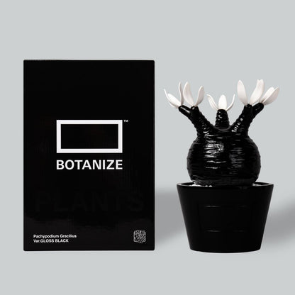 Pachypodium Gracilius gloss var. BLACK