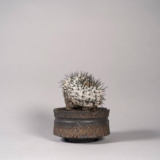 Copiapoa cinerea var. columna-alba × “GOUJIN”POT〝D〟