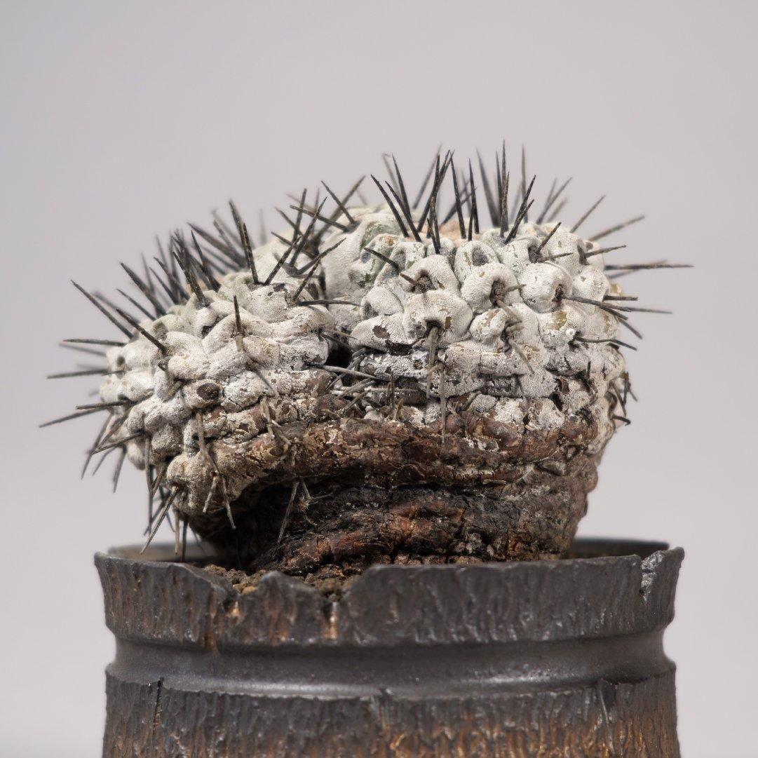 Backside works Copiapoa cinerea アート鉢 - メルカリ