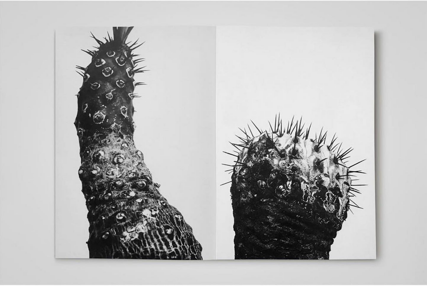 “BOTANIZE”MEISA FUJISHIRO