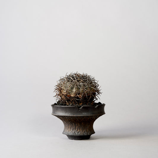 Copiapoa griseoviolacea × “GOUJIN”POT