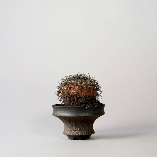 Copiapoa griseoviolacea × “GOUJIN”POT