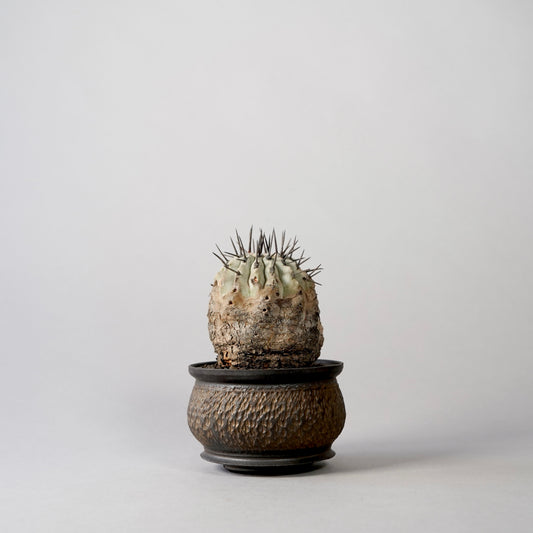 Copiapoa cinerea × “GOUJIN”POT