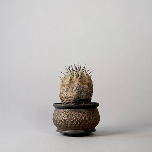Copiapoa cinerea × “GOUJIN”POT