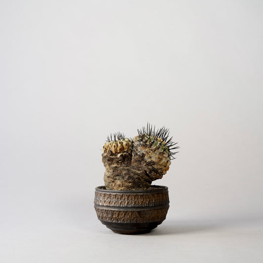 Copiapoa cinerea var. columna-alba × “GOUJIN”POT〝C〟