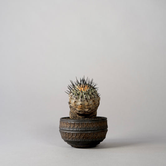 Copiapoa cinerea var. columna-alba × “GOUJIN”POT〝C〟