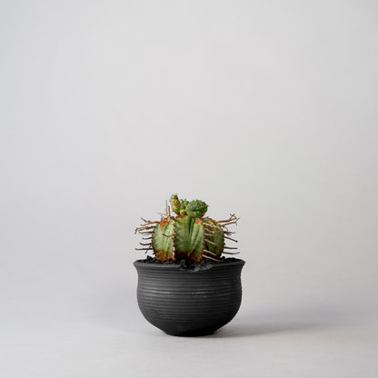 Euphorbia valida × “N/OH”POT