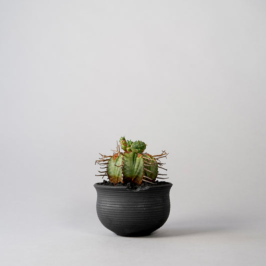 Euphorbia valida × “N/OH”POT