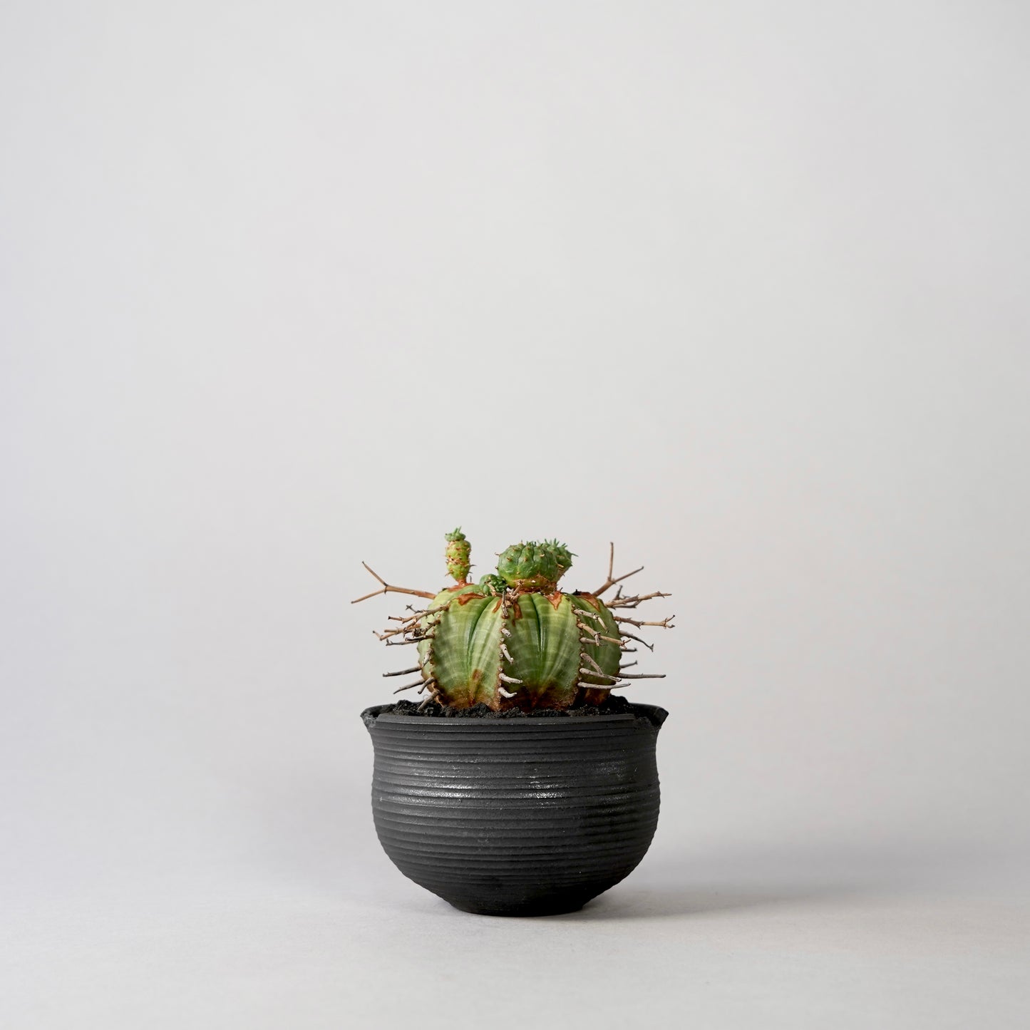 Euphorbia valida × “N/OH”POT