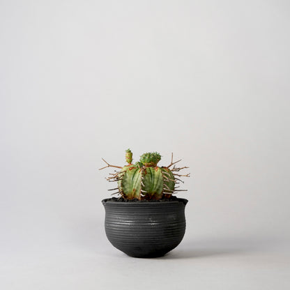 Euphorbia valida × “N/OH”POT