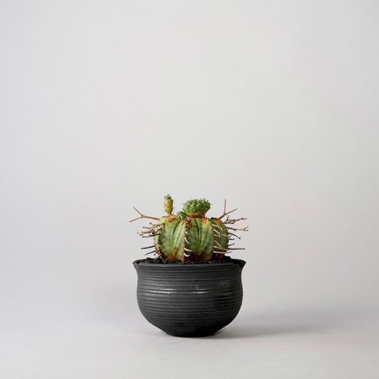 Euphorbia valida × “N/OH”POT