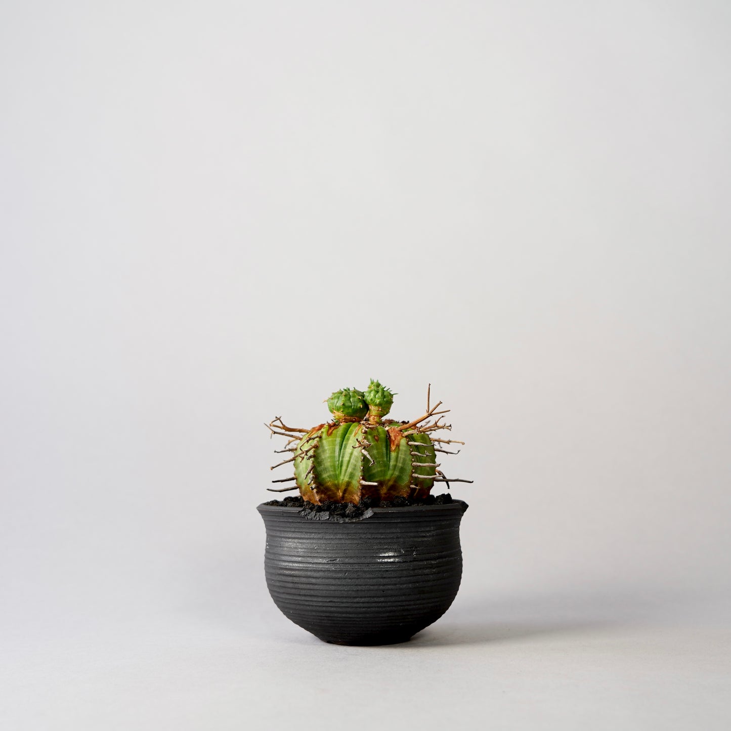 Euphorbia valida × “N/OH”POT