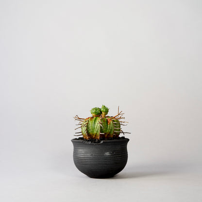 Euphorbia valida × “N/OH”POT