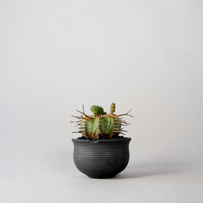 Euphorbia valida × “N/OH”POT