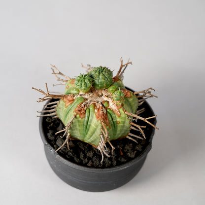 Euphorbia valida × “N/OH”POT