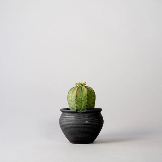 Euphorbia obesa × “N/OH”POT