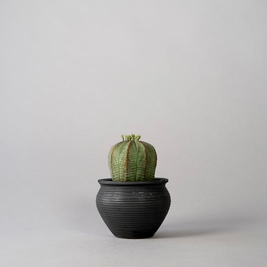 Euphorbia obesa × “N/OH”POT