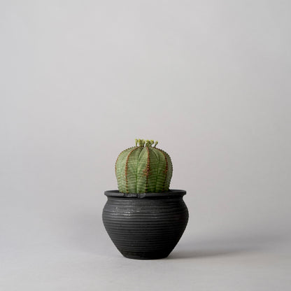 Euphorbia obesa × “N/OH”POT