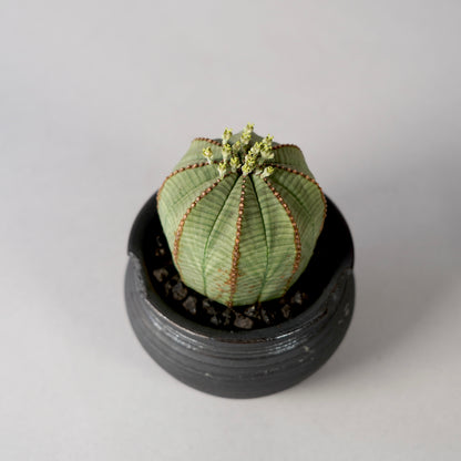 Euphorbia obesa × “N/OH”POT