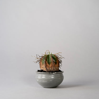 Euphorbia valida × “N/OH”POT