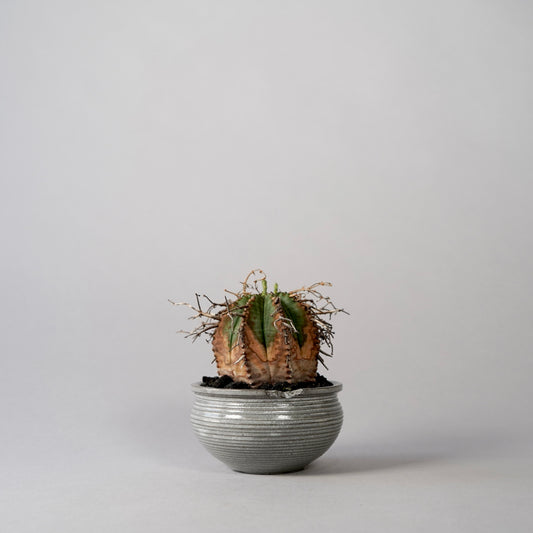 Euphorbia valida × “N/OH”POT