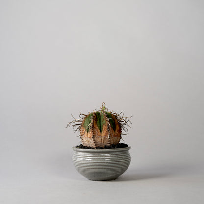 Euphorbia valida × “N/OH”POT