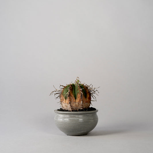Euphorbia valida × “N/OH”POT