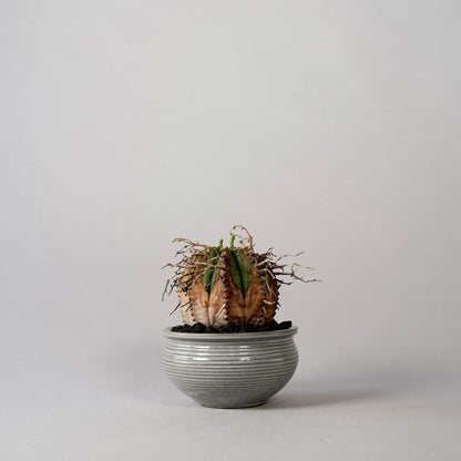 Euphorbia valida × “N/OH”POT