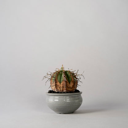 Euphorbia valida × “N/OH”POT