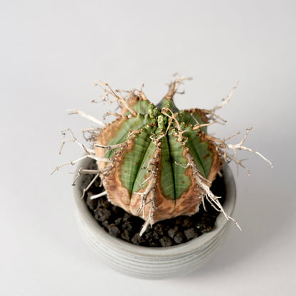 Euphorbia valida × “N/OH”POT