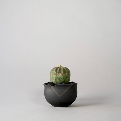 Euphorbia obesa × “N/OH”POT