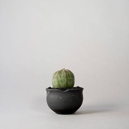 Euphorbia obesa × “N/OH”POT