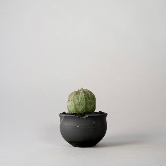 Euphorbia obesa × “N/OH”POT