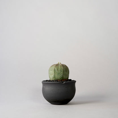 Euphorbia obesa × “N/OH”POT