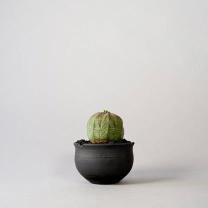 Euphorbia obesa × “N/OH”POT