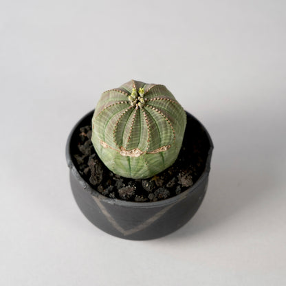 Euphorbia obesa × “N/OH”POT