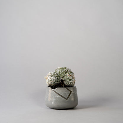 Astrophytum asterias × “N/OH”POT