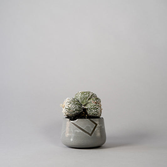 Astrophytum asterias × “N/OH”POT