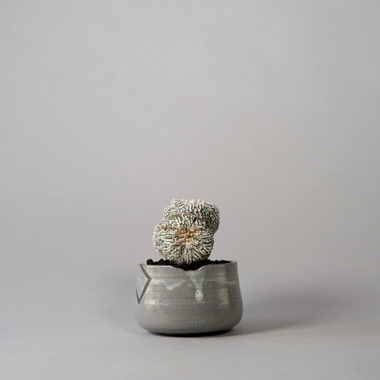 Astrophytum asterias × “N/OH”POT