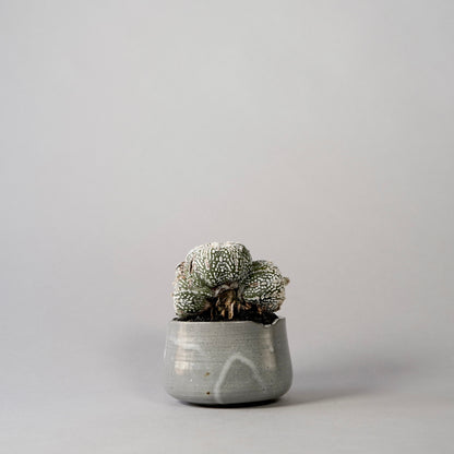 Astrophytum asterias × “N/OH”POT